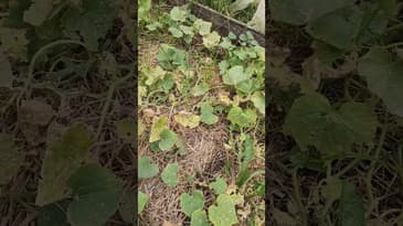 When will I stop touting the benefits of a garden journal? Never. #gardening