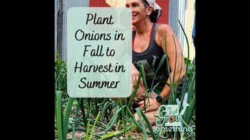 Planting Onions in Fall for a Summer Harvest - Ep. 220