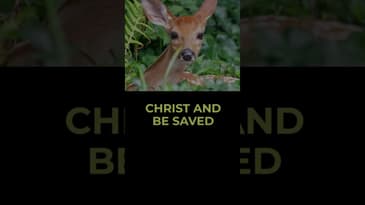 John 3:16 - Believe On The Lord Jesus Christ And Be Saved. Vertical Salvation Video by Robert Woeger