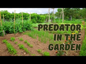 Predators In The Garden