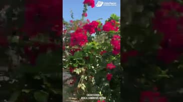 NEW YEAR UPDATE ON SUNDER PROJECT SITE ( Camino del Mayab with Globe Aware)