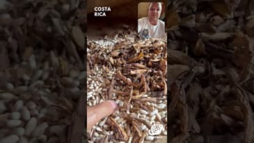 Harvesting with Paco - Costa Rica with Globe Aware (Clip 1)