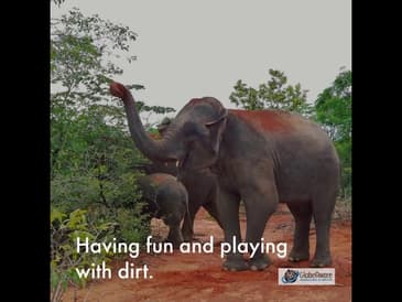Elephants in Surin, Thailand! Summer 2020 with Globe Aware
