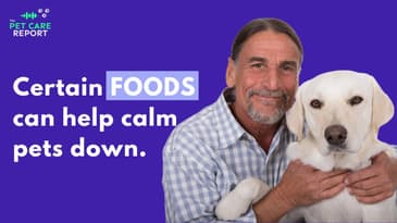 Doc Rob Silver: Best Natural Ways to Help Dogs with Anxiety | EP1