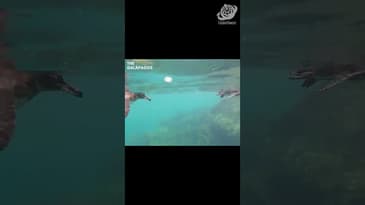 These Penguins Aren't Scared! A Solo Spring Adventure in the Galápagos  with Globe Aware ( Clip 7)