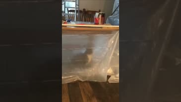 Got Ya ! #shorts #funnycats