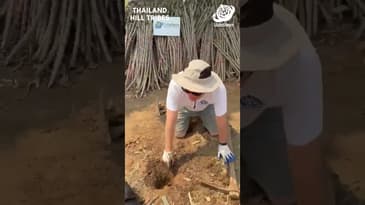 Preparing for a Hill Tribes Festival! (Part 1) - Thailand with Globe Aware