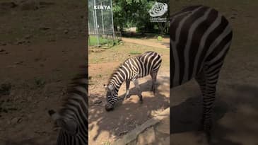 Walk With The Zebras! A Summer Guide to Globe Aware's Kenya Program