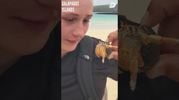 This Hermit Crab Gets It! Galápagos Islands with Globe Aware