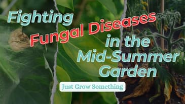 Tackling Mid-Summer Fungal Diseases: Solutions for Powdery Mildew, Blight, and Leaf Spot - Ep 261