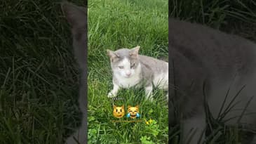 Cats domesticated themselves