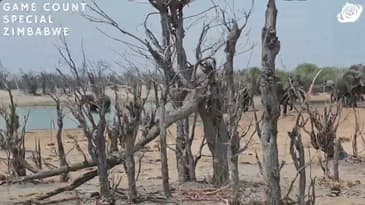 Spotted At A Watering Hole!  Zimbabwe Game-Count Special with Globe Aware (2023)