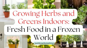 Indoor Greens and Herbs for the Winter - Ep. 278