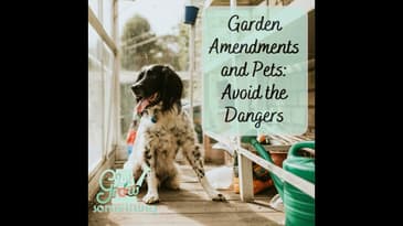 Garden Amendments and Pets: Dangerous Mulch, Moldy Compost, Mycotoxins and More - Focal Point Friday