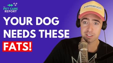 Avoid These Common Mistakes in Your Dog's Diet