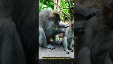 A sweet Bali moment with a baby monkey 🐒🍌 #monkeykingdom #bali #cuteanimals #shorts #animallovers