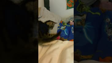 New family member! Beverly doesn’t know what to think 😂 #fyp #startrek #xfiles #catshorts