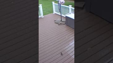 Bird attack  #CrazyAnimals #Birds