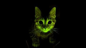 What should we do with all the ray cats? with Matt Caplan