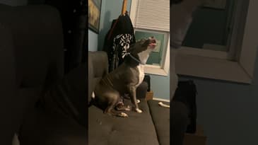 Dog dancing to This Is Halloween 🤣