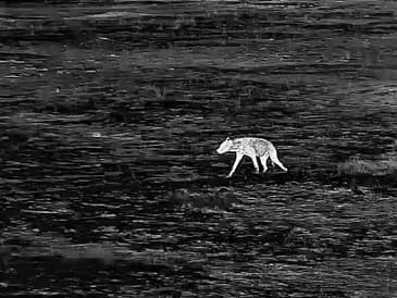 Globe Aware Night vision video hyenas amongst the elephants- you can join us!