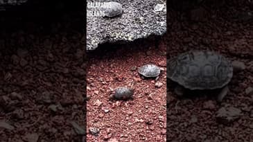 You Can Do It Little One! Galápagos Islands with Globe Aware