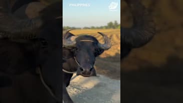 Working in the Fields! A New Project in the Philippines! ( Spring 2024, Part 5)