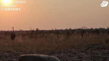 Ostrich Spotted! Zimbabwe Game-Count Special with Globe Aware (2023)