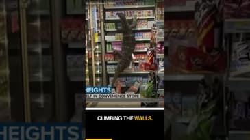 crazy komodo dragon video