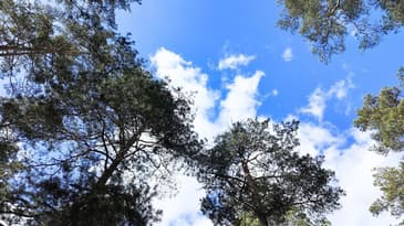 Promenad i skogen med mej. Inget prat!