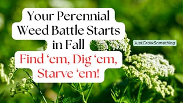 Battling Perennial Weeds in Fall - Ep. 325