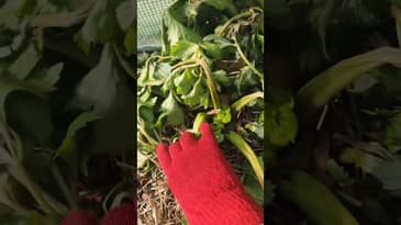 Celery Experiment: I screwed it up! 🤦‍♀️ #gardening #garden #gardenexperiment