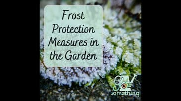 Frost Protection Measures in the Garden - Ep. 167