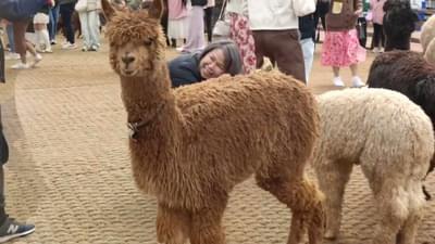Alpaca World in Gangwon-do, South Korea / Vlog Review No. 305
