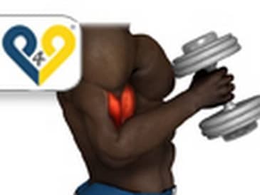 Alternating hammer curls (standing with dumbbells)