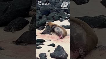 Return Home...Galápagos Islands with Globe Aware