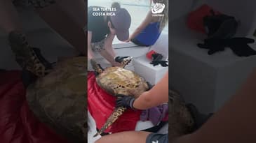 Flipping A Turtle! Globe Aware Sea Turtle Conservation in Costa Rica