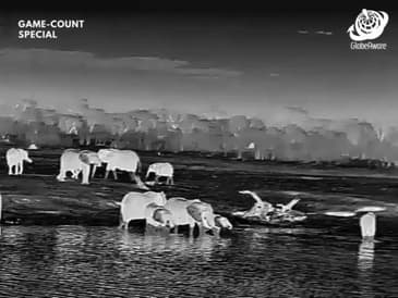 Night Vision - Hwange National Park - Game Count Zimbabwe with Globe Aware Oct 2025 Clip 2