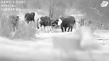 Using Thermal Imaging To Count These Elephants! Zimbabwe Game-Count Special with Globe Aware (2023)
