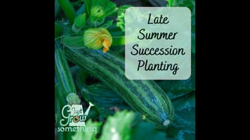 Late Summer Succession Planting - Ep. 158
