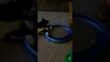 It’s a hard life #Shorts #FunnyCats#Cats￼