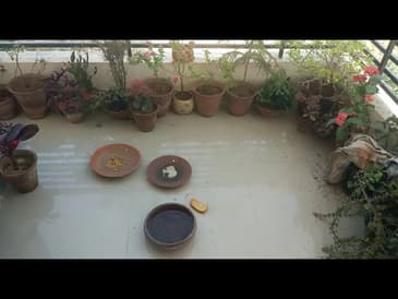 Life in Jaipur During India's Lock Down- Globe Aware