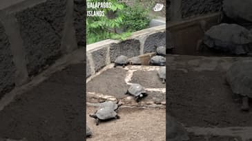 The Dangers These Baby Tortoises Face! Galápagos Islands with Globe Aware