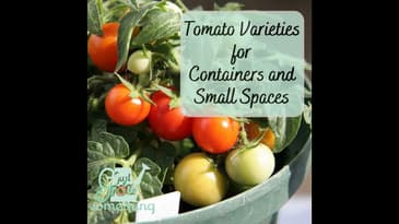 Tomato Varieties for Containers and Small Spaces