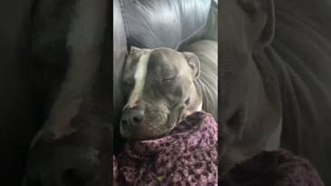 Pitbull snores lol