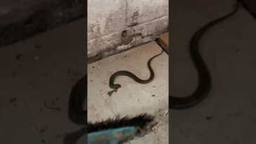 Snake fight #Shorts #Animals