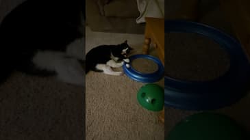 Lazy cat work out #Shorts #funnycats