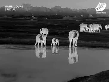 Night Vision - Hwange National Park - Game Count Zimbabwe with Globe Aware Oct 2025 Clip 8