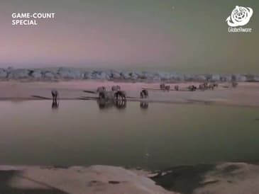 Night Vision - Hwange National Park - Game Count Zimbabwe with Globe Aware Oct 2025 Clip 5