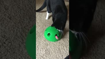 Gotcha #Shorts #Cats #FunnyCats